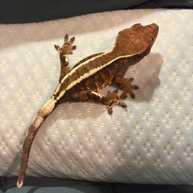 핀스트라이프 카푸치노