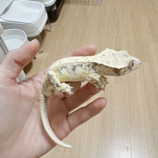 릴리화이트 트라이