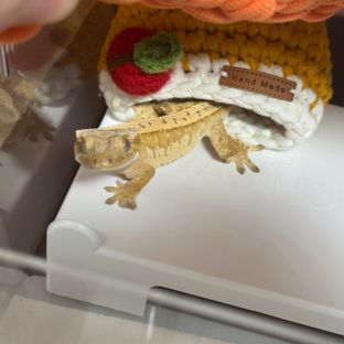 노멀 크림 크림시클 옐로우