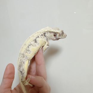 릴리화이트 트라이