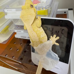 노멀 크림시클 크림 옐로우