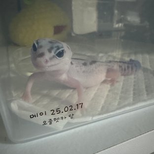 오레오 줄루 헷 카라멜