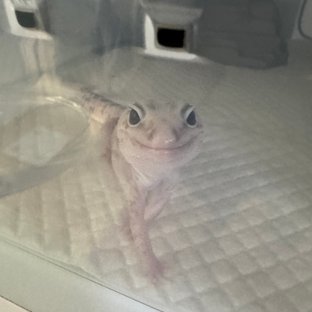 화이트아웃 오레오 카라멜 줄루