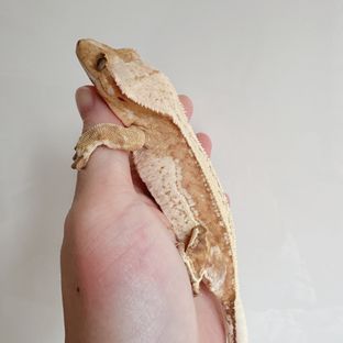 노멀 크림 크림시클 옐로우