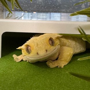 노멀 크림시클 크림 옐로우