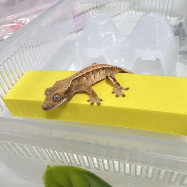 노멀 트라이 익스트림할리퀸