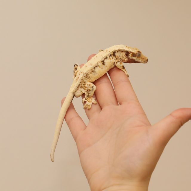 릴리화이트 트라이