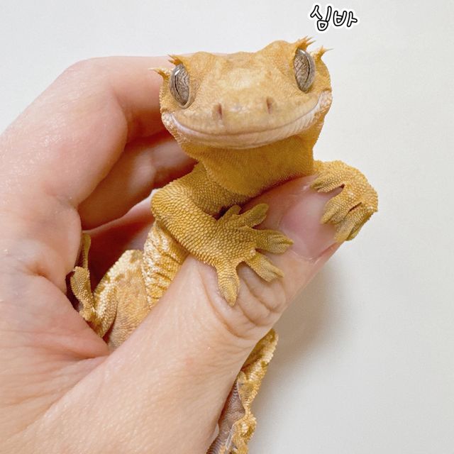 노멀 크림시클 크림 옐로우