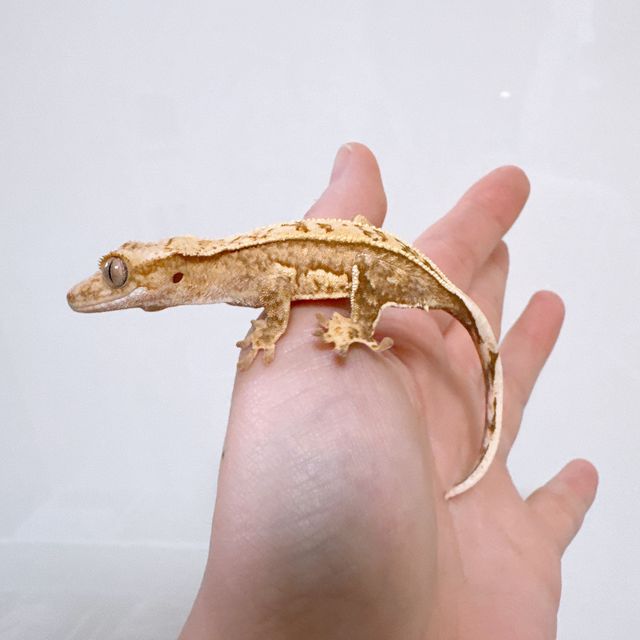 노멀 크림 크림시클 옐로우