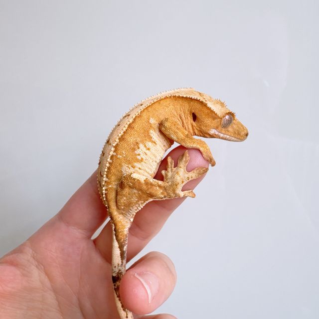 노멀 크림 크림시클 옐로우