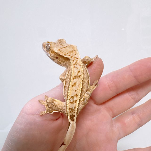노멀 크림 크림시클 옐로우