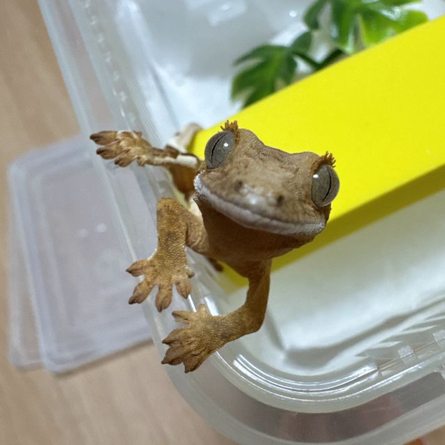 노멀 크림시클 크림 옐로우