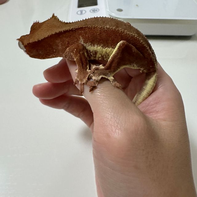 릴리화이트 팬텀 레드