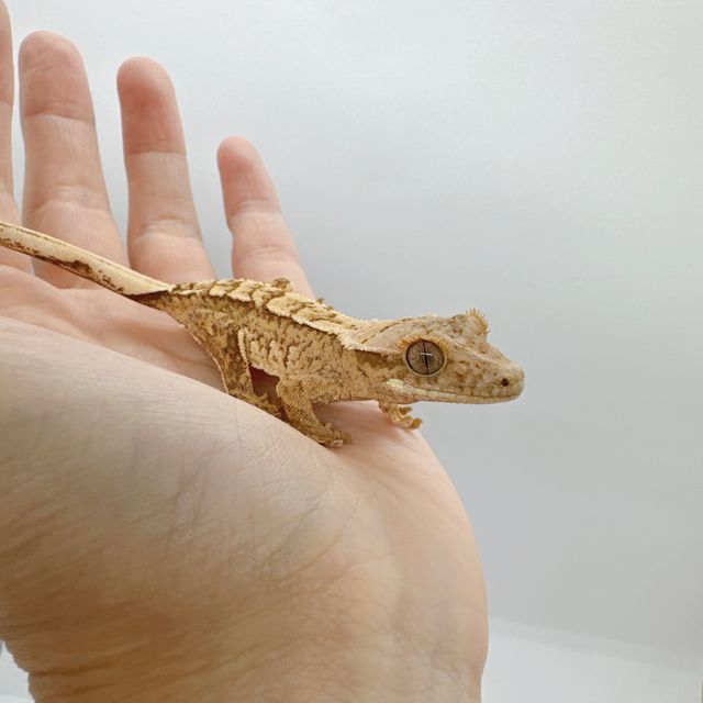 노멀 크림시클 옐로우 크림