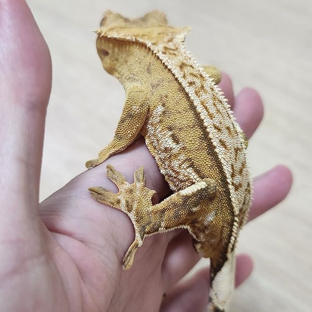 노멀 크림시클 크림 옐로우