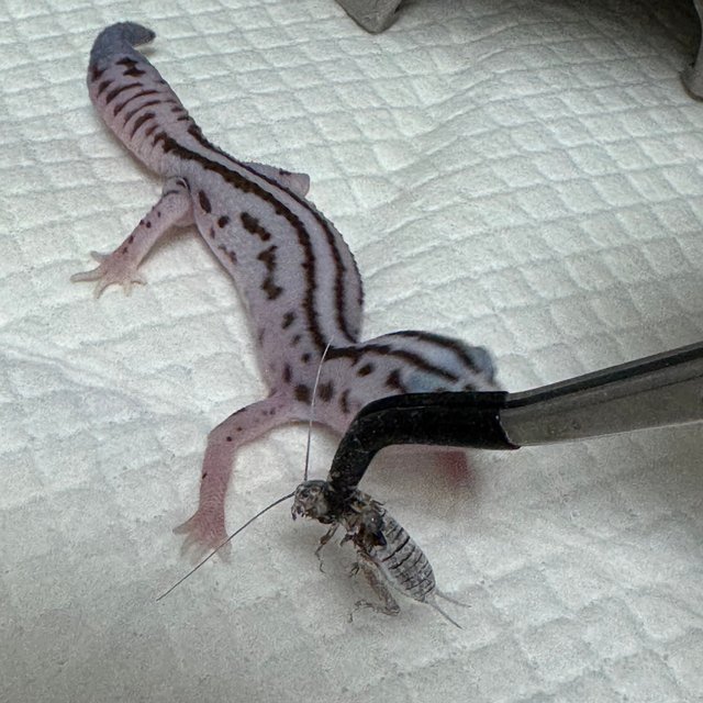 화이트아웃 오레오 패턴리스 헷 고스트