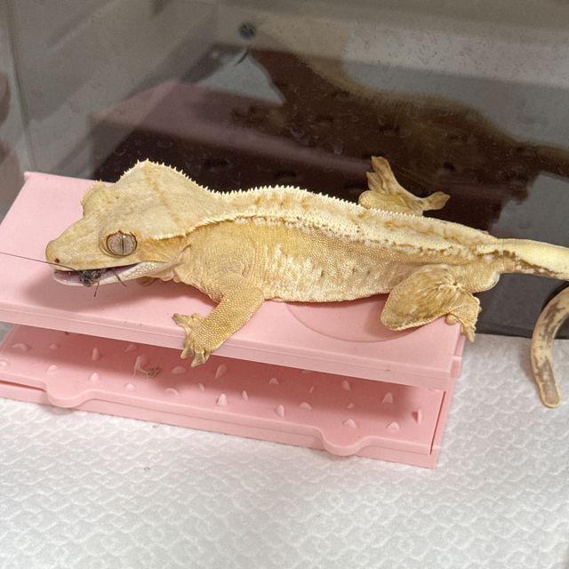 노멀 크림 크림시클 옐로우