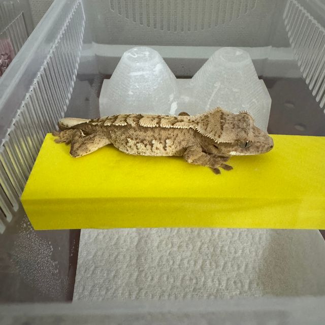 노멀 크림시클 옐로우 크림