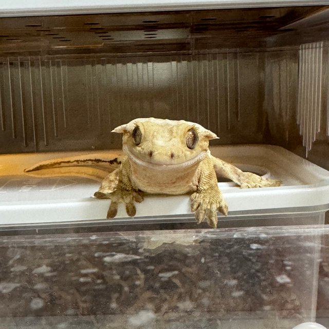 노멀 크림 크림시클 옐로우