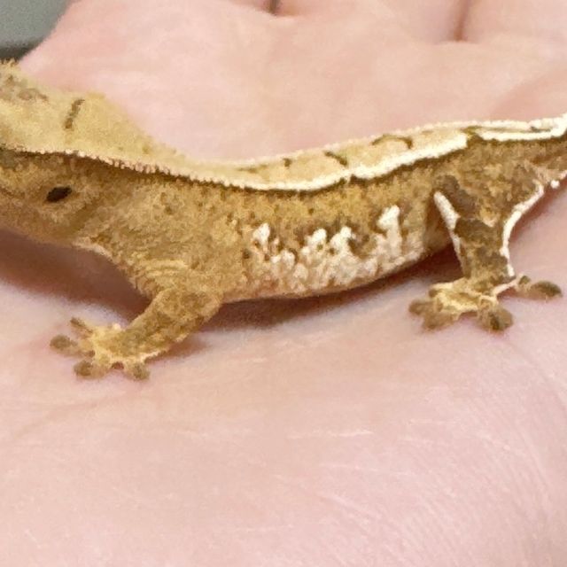 노멀 크림시클 크림 옐로우