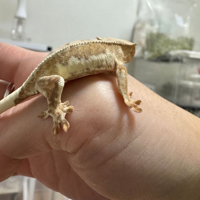 릴리화이트 크림 크림시클 옐로우