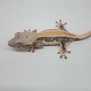 릴리화이트 화이트포트홀 솔리드백