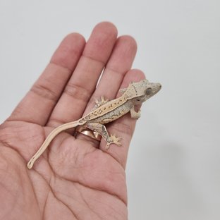 노멀 트라이 익스트림할리퀸