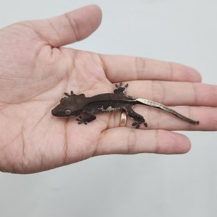 릴잔틱