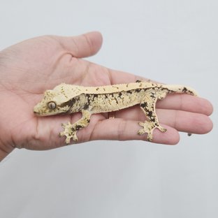 익스트림할리퀸 화이트스팟