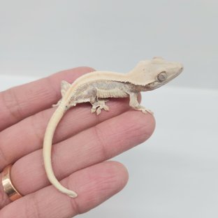 릴리화이트 솔리드백