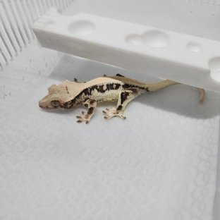 릴리화이트 솔리드백