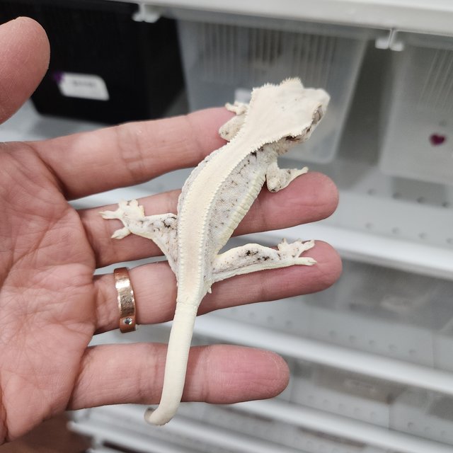 릴리화이트 솔리드백