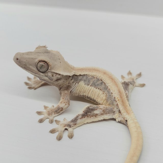 릴리화이트 솔리드백