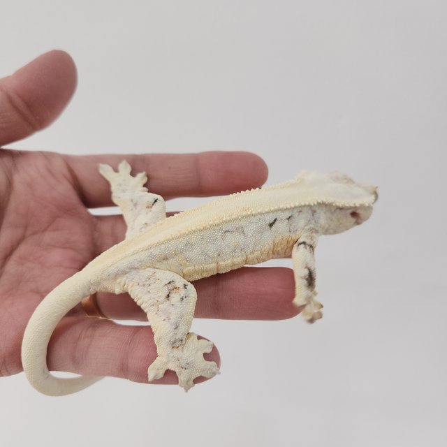 릴리화이트 솔리드백 화이트포트홀