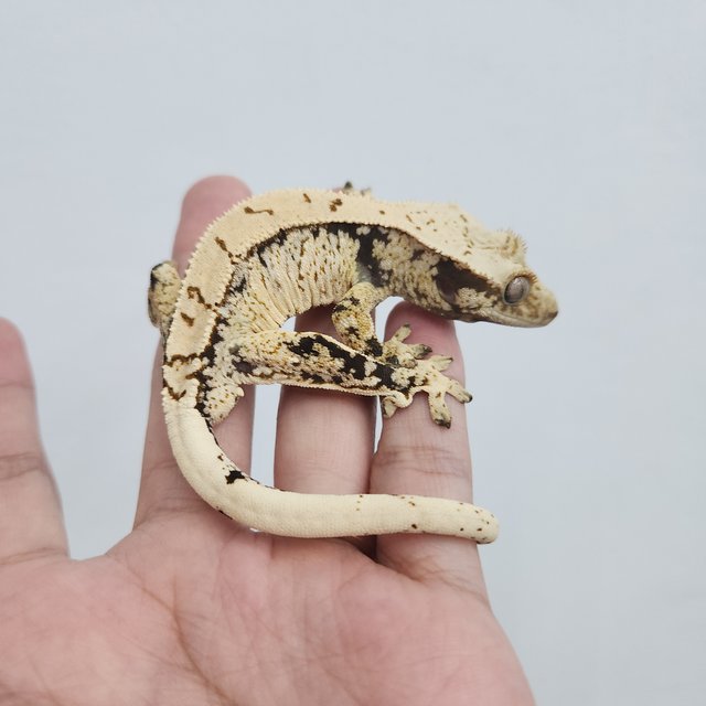 익스트림할리퀸 화이트스팟