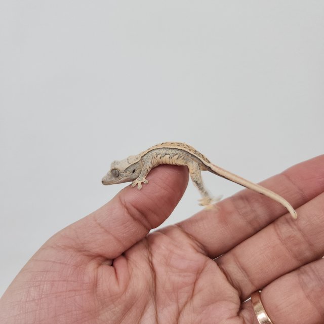 노멀 트라이 익스트림할리퀸