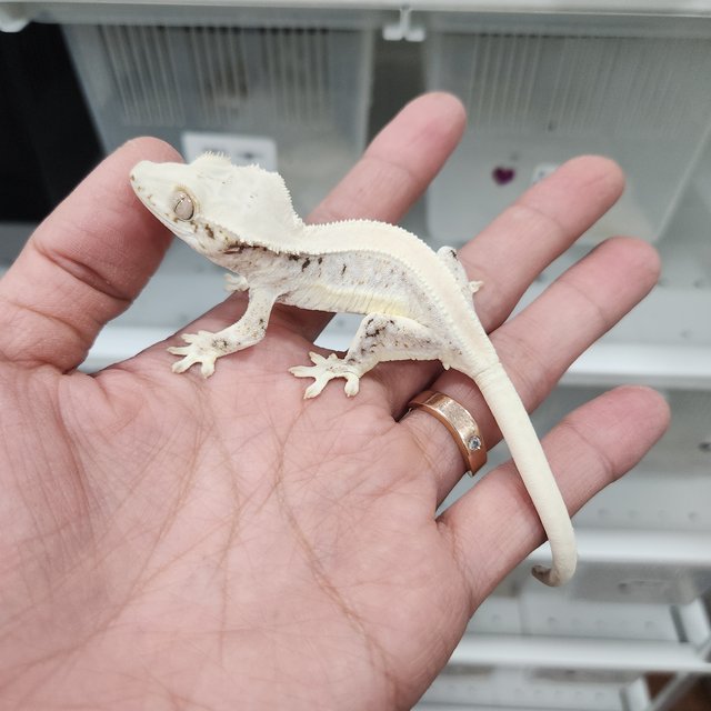 릴리화이트 솔리드백