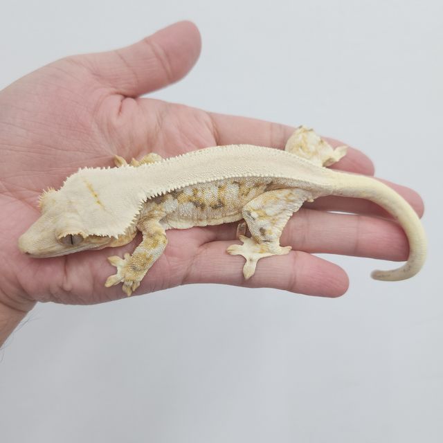 릴리화이트 트라이 솔리드백