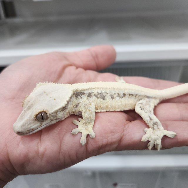 릴리화이트 솔리드백