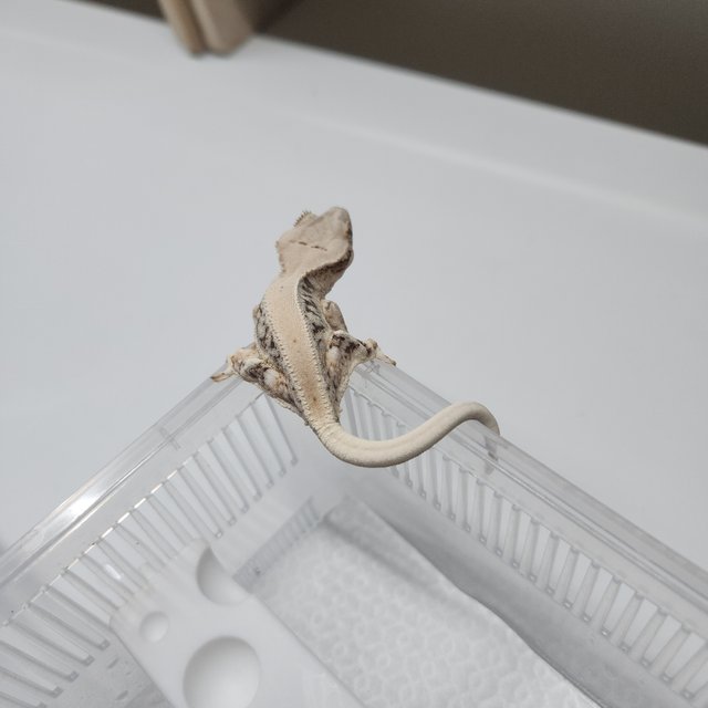 릴리화이트 화이트포트홀 화이트핀 화이트스팟