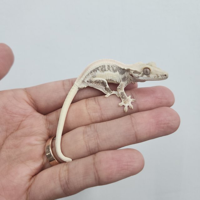 릴리화이트 솔리드백