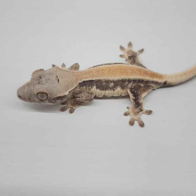 릴리화이트 화이트포트홀 솔리드백