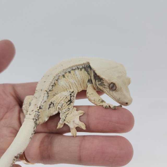 노멀 화이트스팟 화이트포트홀