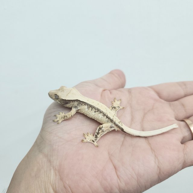 노멀 트라이 드리피 솔리드백 화이트포트홀 화이트스팟