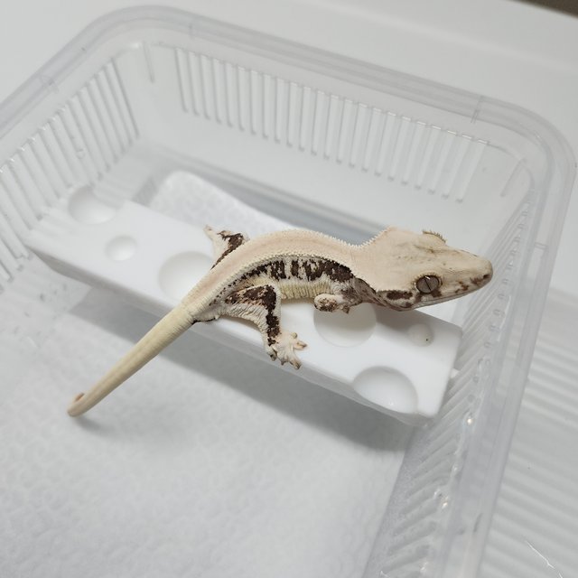 릴리화이트 솔리드백