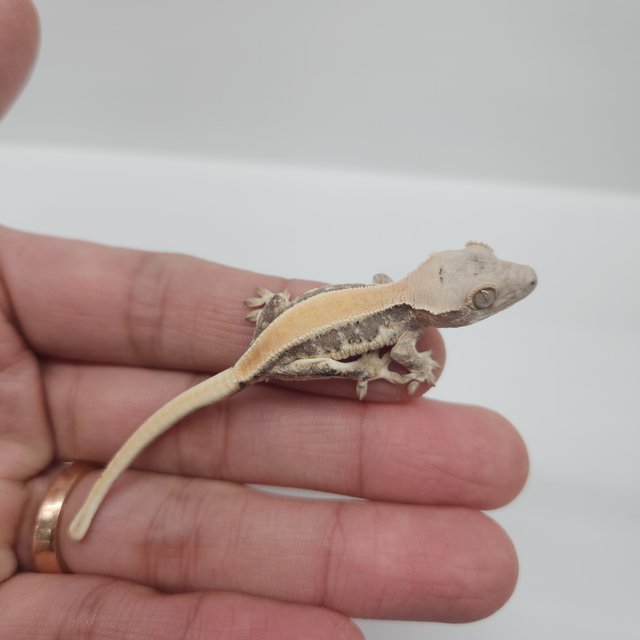 릴리화이트 화이트포트홀 솔리드백