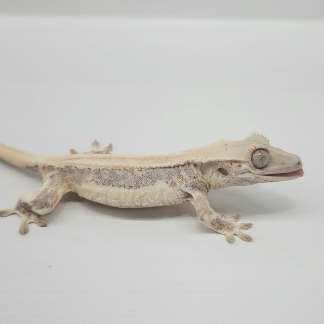 릴리화이트 솔리드백