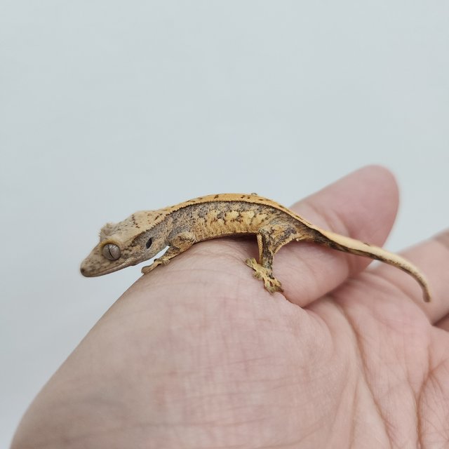 노멀 풀핀 트라이 화이트포트홀