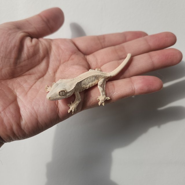 릴리화이트 솔리드백