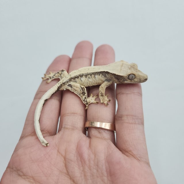 노멀 트라이 드리피 솔리드백 화이트포트홀 화이트스팟